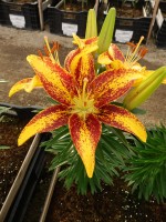 [5035 TinySensation No02.JPG]